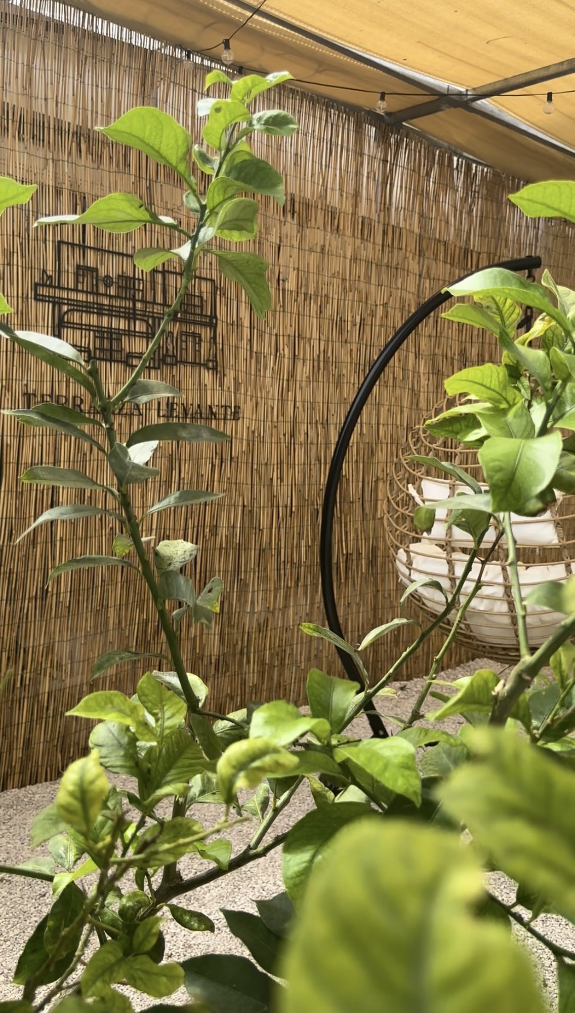 Il giardino con gli alberi di limoni e l'amaca sospesa